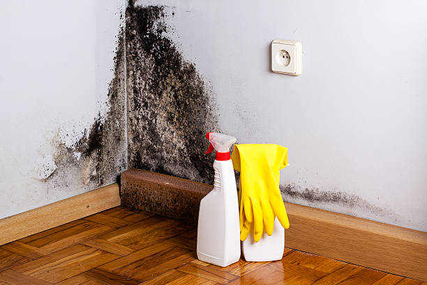 Best Residential Mold Inspection & Testing  in Kahoka, MO